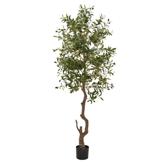 LARGE OLIVE TREE (pre order for April delivery)